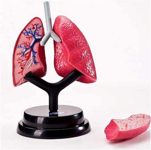 Human Respiratory System Model - Detachable Lung Anatomical Model for Healthcare applications Teaching and Study Human Respiratory System Model - Detachable Lung Anatomical Model for Healthcare applications Teaching and Study von TNGYTY