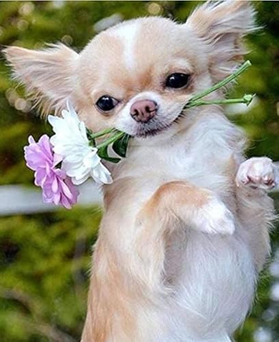 1000 Teile Hund mit Blumenpostern Puzzle Spaßspiel Spielzeug Lernspiel für Erwachsene Xq265Zp 26x38CM 1000 Teile Hund mit Blumenpostern Puzzle Spaßspiel Spielzeug Lernspiel für Erwachsene Xq265Zp 26x38CM von TNTEVX