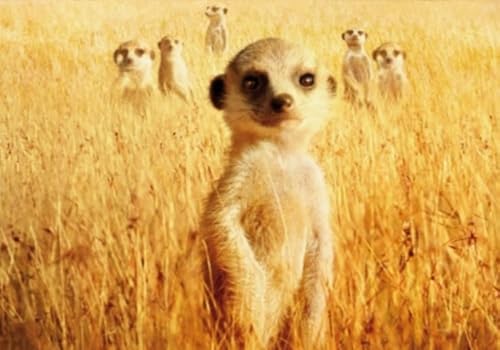 Puzzle 2000 Teile Tier-Erdmännchen-Poster für Erwachsene und Familien, Puzzlespielzeug, Dekompressionsspiel, Xq297Zp, 70 x 100 cm von TNTEVX