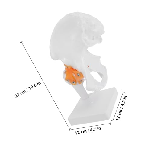 TOBBOMEY Humanes Hüftgelenk Modell PVC Anatomisches Skelettmodell Medizinisches Lehrmodell für Anatomie und Schulung Langlebig Detailliert Montierbar Ständer von TOBBOMEY