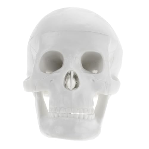 TOBBOMEY Mini Schädel Modell aus Robustem PVC Realistisches Anatomisches Totenkopf dekor für Künstler und Medizinstudenten Kompakt und Langlebig für Halloween und Unterricht TOBBOMEY Mini Schädel Modell aus Robustem PVC Realistisches Anatomisches Totenkopf dekor für Künstler und Medizinstudenten Kompakt und Langlebig für Halloween und Unterricht von TOBBOMEY