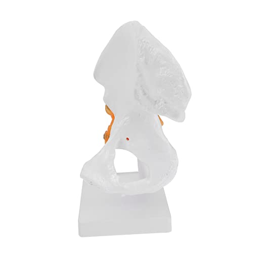 TOKIDNY Skelett 1 Stk Hip-modell Skelett- Menschliche Männchen Körper Skelette Anatomiemodell Skelett in Größe Tanzendes Skelett Mini Riesiges Skelett Pvc TOKIDNY Skelett 1 Stk Hip-modell Skelett- Menschliche Männchen Körper Skelette Anatomiemodell Skelett in Größe Tanzendes Skelett Mini Riesiges Skelett Pvc von TOKIDNY