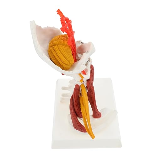 TOKIDNY Cervical Spine Model aus Anatomisches Halswirbelsäulenmodell mit Muskeln und Nerven für Medizinische Schulungen und Präsentationen Lehrmaterial für Ärzte Pflegepersonal und TOKIDNY Cervical Spine Model aus Anatomisches Halswirbelsäulenmodell mit Muskeln und Nerven für Medizinische Schulungen und Präsentationen Lehrmaterial für Ärzte Pflegepersonal und von TOKIDNY
