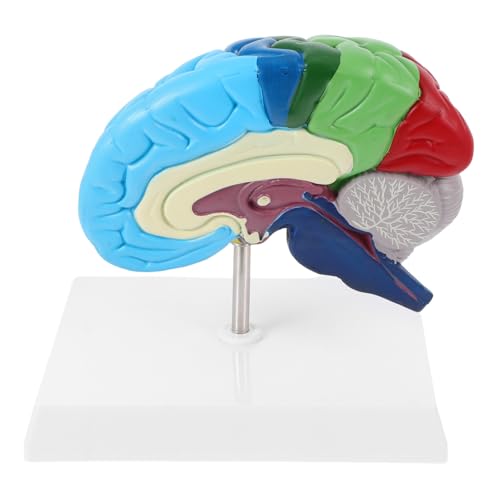 TOKIDNY Gehirnmodell menschliche anatomie für Modell des menschlichen Gehirns anatomisches Modell anatomisches Schädelmodell anatomie und physiologie studienwerkzeuge PVC von TOKIDNY