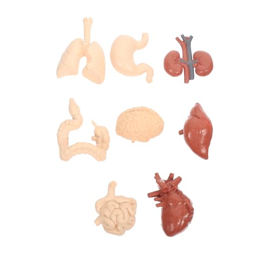 TOKIDNY Human Körpermodell Organe Anatomie Lehrmittel für Schule und Unterrichtsbedarf Pädagogisches Organmodell für Biologie und Physiologie Lernen von TOKIDNY