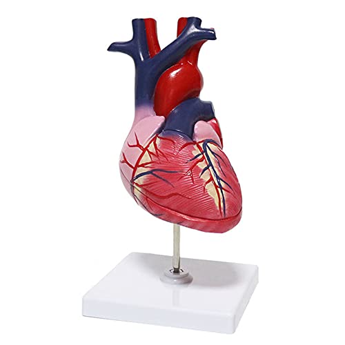 1: 1 Menschliches Herzmodell, Menschliches Herz 2 Teile Herzmodell Anatomie Lebensgröße Medizinisches Herzmodell Wissenschaft Klassenzimmer Forschung Display Lehre von TONZN
