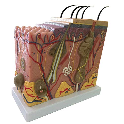 Hautstrukturmodell, 50-fach vergrößertes anatomisches Modell, fortgeschrittene Malerei, anatomisches Modell, wissenschaftliche Forschungsanzeige, medizinischer Schülermodus, medizinisches Unterrichtstraining, Lehrmittel von TONZN