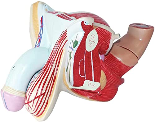 Menschliche Anatomiemodelle Männliche reproduktive Anatomiemodelle Medizinische Ausbildung Trainingshilfen Kompatibel mit medizinischen Demonstrationen Medizinische Lehrhilfen und Lehrmaterialien von TONZN