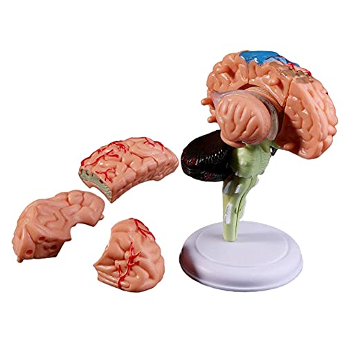 Menschliches Gehirn-Organ-Anatomie-Modell, buntes Gehirn-Anatomie-Modell der Großhirnrinde, 31 Teile, lebensgroßes menschliches Gehirn-Anatomie-Modell, für den naturwissenschaftlichen Unterricht von TONZN