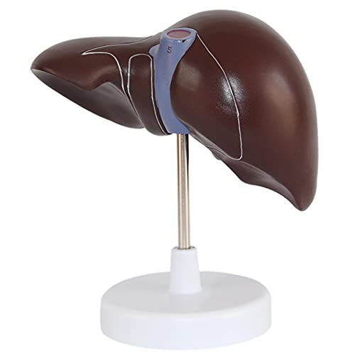 Simulationsmodell der menschlichen Leber, 3D-Verdauungspathologie der menschlichen Leber, medizinische Anatomie, PVC-Kunststoff, natürliche Größe, medizinische Trainingshilfen, medizinische Ausbildung von TONZN