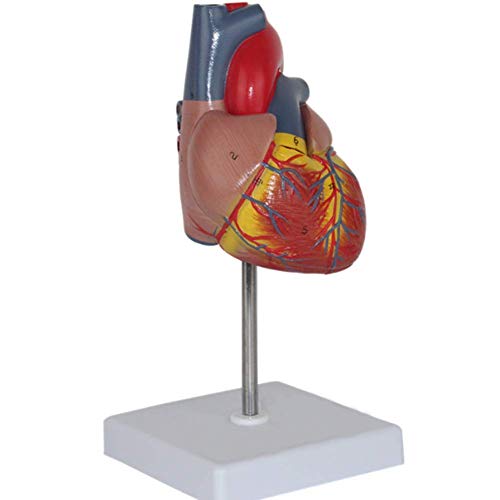 TONZN 1: 1 menschliches Herzmodell Knochenanatomie Wissenschaftliches Herzmodell Deluxe lebensgroße menschliche Herzreplik Multiple Anatomie Forschungsdisplay Lehre von TONZN