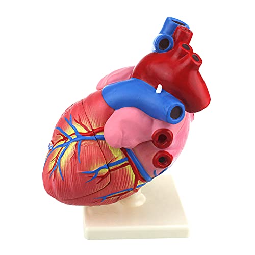 TONZN 1: 3 menschliches Herzmodell, anatomisch genaues Herzmodell menschliche Knochenanatomie, 3D-Modellforschung Anatomie und Physiologie-Tools Zeigen den Unterricht an von TONZN