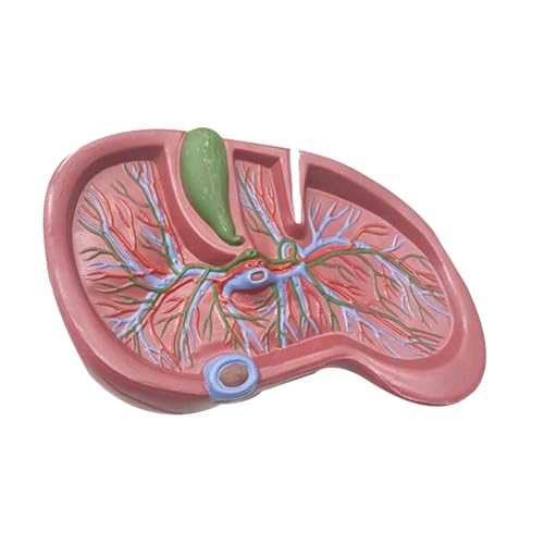 TONZN Anatomisches Lebermodell - Anatomisches Modell menschlicher Organe Anatomisches Leberstrukturmodell - Anatomisches Lebermodell Anatomische Viszeralmodelle - für die medizinische Ausbildung von TONZN