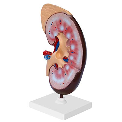 TONZN Bildungsmodell Menschliches Nierenmodell Medizinische Anatomie Nierenmodell Menschliches Organ Anatomiemodell Für medizinische Ausbildung Trainingshilfen, Laborbedarf von TONZN