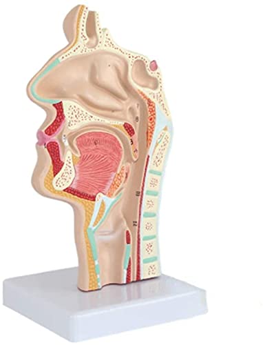 TONZN Bildungsmodell Nasenanatomiemodell menschlicher HNO-Unterricht Anatomie kompatibel Schule klinische Wissenschaft Labor Biologie Klassenzimmer Lerndisplay von TONZN