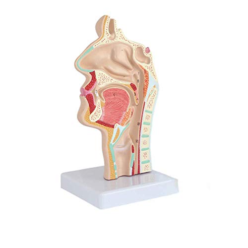 TONZN Bildungsmodell Nasenanatomiemodell menschlicher HNO-Unterricht Anatomieschule klinische Wissenschaft Labor Biologie Klassenzimmer Lerndisplay von TONZN
