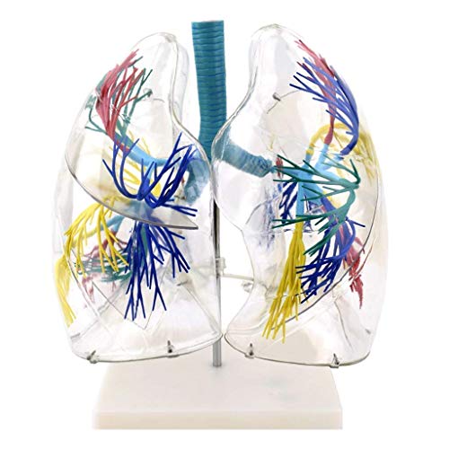 TONZN Bildungsmodell medizinische Anatomie Lungenmodell transparenter Bronchusbaum Thoraxchirurgie Atmungswissenschaftsmodell Anatomiemodell menschlicher Organe von TONZN