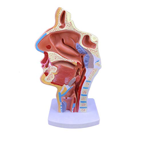 TONZN Bildungsmodell menschliche Anatomie Nase Hals Anatomie Pathologie Modell Wissenschaft Klassenzimmer Lernen Display Lehre von TONZN