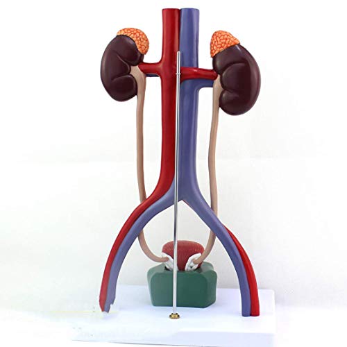 TONZN Bildungsmodell menschliches Harnsystemmodell medizinische Anatomie menschliches Organmodell Niere Harnleiter Blase Harnröhre anatomisches Modell von TONZN