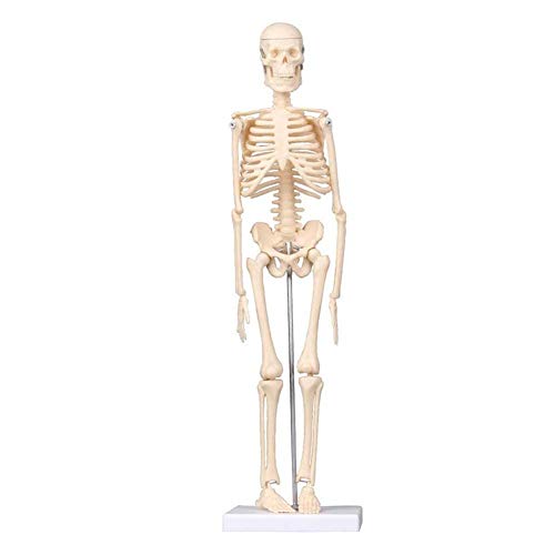 TONZN Lehrmodell 45 cm Puppe, anatomisches menschliches Skelett für medizinische Forschung und Lehre von TONZN