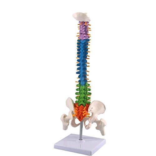 TONZN Lehrmodell 45 cm farbiges menschliches Wirbelsäulenmodell mit Becken + Femur Labor-Lehrmodell von TONZN