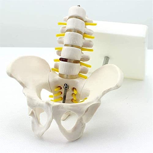 TONZN Lehrmodell Anatomiemodell des menschlichen Beckens Anatomisches Beckenmodell Kompatibel mit Lendenwirbelsäulen-Skelettmodell für die medizinische Demonstration von TONZN