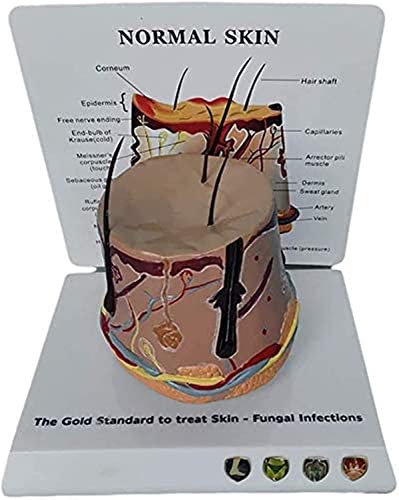 TONZN Medizinisches Anatomie-Hautstrukturmodell-menschliches Haut-Haar-Organ-Anatomiemodell-kompatibles Lerndisplay-Unterrichten, das mit Mir kompatibel ist von TONZN