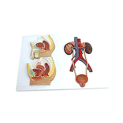 TONZN Menschliche Organanatomie-Modelle Männliche und weibliche Urogenitalsystem-Modelle Medizinische Anatomie Urogenitalsystem-Modell Lehr-Lernhilfen Science Kit Laborbedarf von TONZN