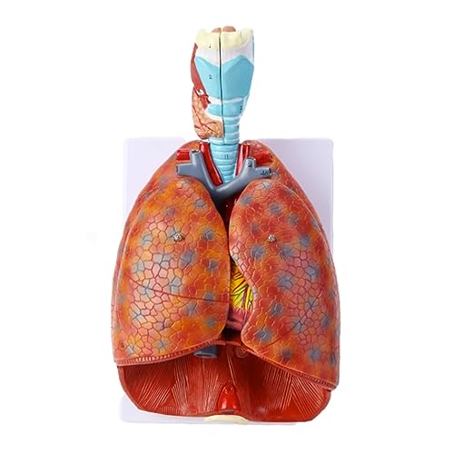 TONZN Menschlichen Kehlkopf Kardiopulmonale Anatomie Modell Atmungssystem Modell Ohr, Nase und Rachen Abteilung für Kardiopulmonale Anatom von TONZN