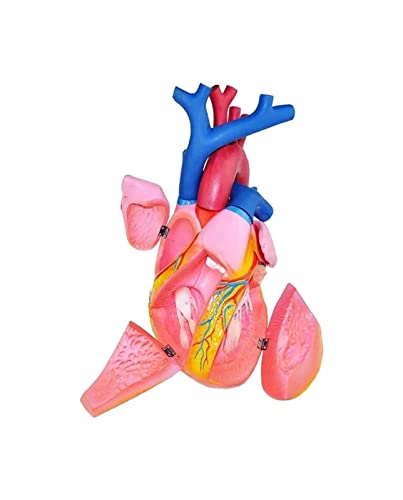 TONZN Menschliches Herzmodell 5-Fach vergrößertes Herzanatomiemodell, das wissenschaftliche Anatomie lehrt Herzmodell Kardiologie Anatomielehrmodell von TONZN
