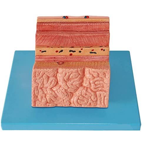 TONZN Menschliches Magenwandmodell PVC-Material Menschliche Anatomie Nachbildung Magenanatomiemodell Magenwandexpansionsmodell Medizinische Lehre Verdauungssystemmodell von TONZN