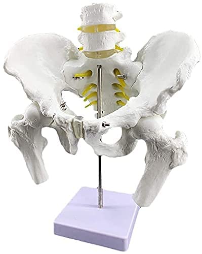 TONZN Modell des weiblichen Beckens, Modell der Knochenanatomie, Simulation des Modells der menschlichen Anatomie, Lernen im Klassenzimmer, Anzeigelehre von TONZN