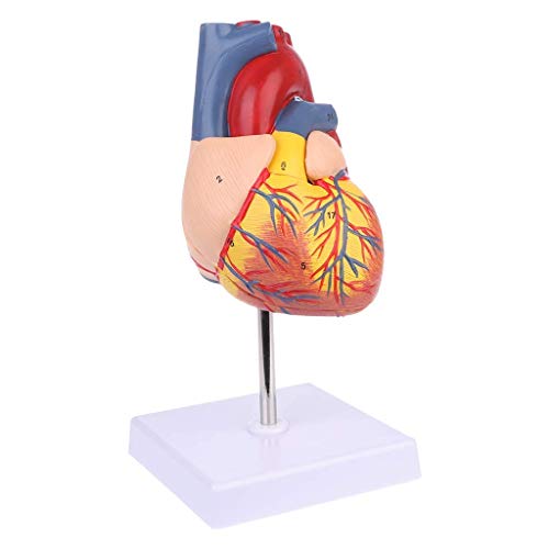 TONZN Pädagogisches Modell Demontage Anatomie menschliches Herzmodell Anatomie medizinisches Lehrmittel von TONZN