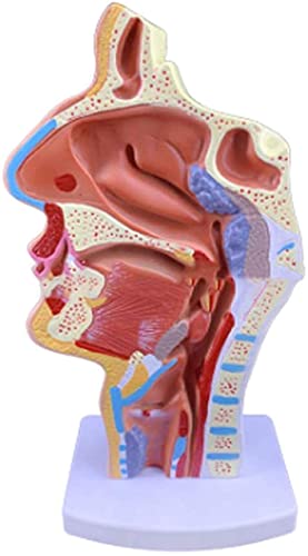 TONZN Pädagogisches Modell Menschliche Anatomie Nasale Rachenanatomie Pathologiemodell Kompatible Wissenschaft Klassenzimmer Forschungsdemonstration Unterricht Kompatible Medizin von TONZN