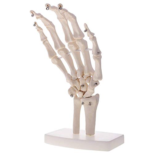 TONZN Pädagogisches Modellspielzeug Menschliche Hand- und Handgelenksskelettmodelle, Gelenke, Lehrmaterialien, Laborgeräte von TONZN