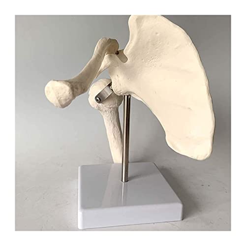 TONZN Schultergelenk-Anatomie-Modell Menschliches Skelett-Modell Scapula-Anatomie-kompatible wissenschaftliche Forschung Gezeigt von TONZN