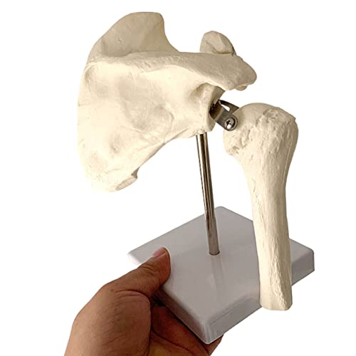 TONZN Schultergelenk-Anatomie-Modell-menschliches Skelett-Lehrmodell-Forschungs-Display-Lehre von TONZN
