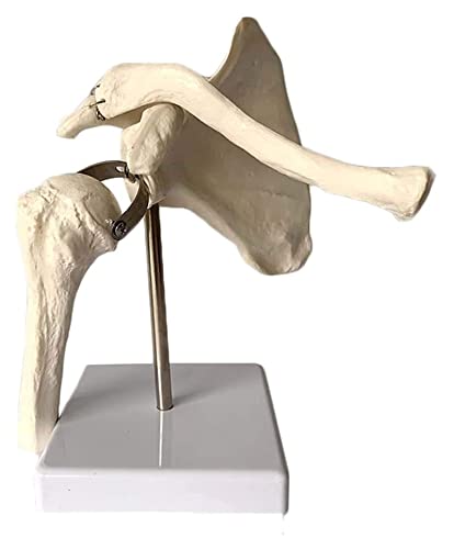 TONZN Schultergelenk-Anatomiemodell - Humansimulationsskelettmodell Schulterblattanatomie-kompatibles Lerndisplay von TONZN