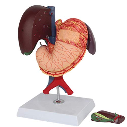 TONZN Unterrichtsmodell Hepatopankreas Zwölffingerdarm-Schnittmodell Zwölffingerdarm-Anatomiemodell Menschliches viszerales Anatomiemodell Lernen und Lehren von TONZN