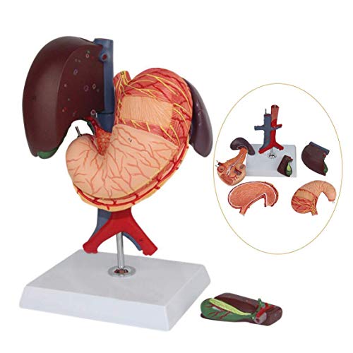 TONZN Unterrichtsmodell Hepatopankreas Zwölffingerdarm-Schnittmodell Zwölffingerdarm-Anatomiemodell Menschliches viszerales Anatomiemodell Lernen und Lehren von TONZN