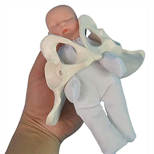 TONZN Weibliches Beckengeburtsmodell Geburtshilfe-Trainingsmodell Standard-Lieferungssimulator mit Babybecken-Modell-Lerndisplay-Unterricht von TONZN