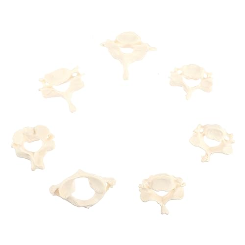 TOPBATHY 1 Satz Anatomisches Modell für Medizinische Ausbildung Realistisches Design für Anatomieunterricht Studienzwecke Tragbar Benutzerfreundlich von TOPBATHY