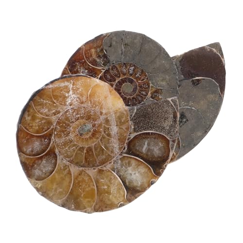TOPBATHY 1 Satz Modelle Ornament Ammonit Wissenschaftliches Exemplar Modelle Schmuck Modelle Zum Lernen Modelle Für Modelle Zur Sammlung Dunkelbraun Natürliches Muschelfossil 2 Stück TOPBATHY 1 Satz Modelle Ornament Ammonit Wissenschaftliches Exemplar Modelle Schmuck Modelle Zum Lernen Modelle Für Modelle Zur Sammlung Dunkelbraun Natürliches Muschelfossil 2 Stück von TOPBATHY