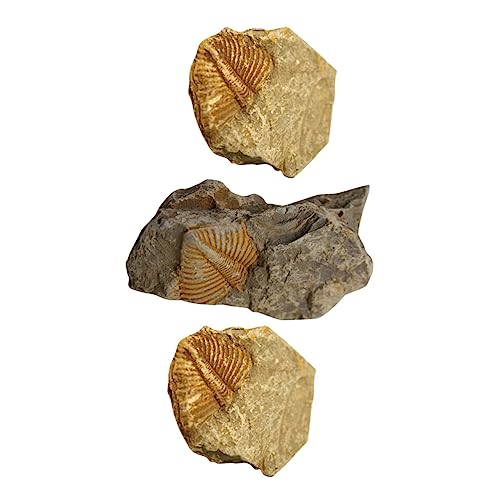 TOPBATHY 1 Satz Trilobiten- Edelstein Mit Haube Trilobit Schildkrötenhaus Dinosaurier Prähistorische Fossilien Dekorative Fossilien Fossilien-kits Tischschmuck Sammlung 3 Stück TOPBATHY 1 Satz Trilobiten- Edelstein Mit Haube Trilobit Schildkrötenhaus Dinosaurier Prähistorische Fossilien Dekorative Fossilien Fossilien-kits Tischschmuck Sammlung 3 Stück von TOPBATHY