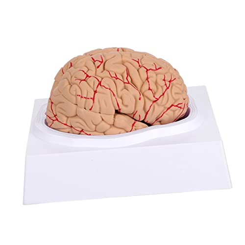 TOPBATHY 1 Stück Anatomisches Gehirnmodell für Medizinische Zwecke Kreatives Teiliges Modell für Unterricht Studienzwecke für Lehrer Eltern zur Hand Augen Koordination Räumlichen von TOPBATHY