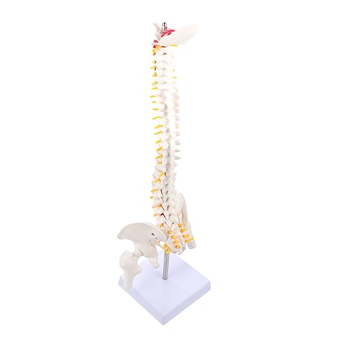TOPBATHY 1 Stück Anatomisches Wirbelsäulenmodell für Medizinische Ausbildung für Arztpraxis Anatomieunterricht Patientenaufklärung Hochwertiges Skelettmodell TOPBATHY 1 Stück Anatomisches Wirbelsäulenmodell für Medizinische Ausbildung für Arztpraxis Anatomieunterricht Patientenaufklärung Hochwertiges Skelettmodell von TOPBATHY