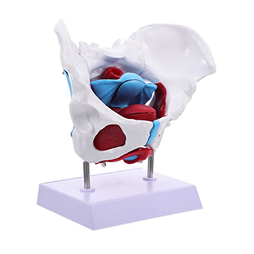 TOPBATHY 1 Stück Beckenmodell lehrreich Hüfte für Lehre Bildungsmodell Weiblich -Training Beckenbodenmodell Geburtsmodell menschliches Muskel- und Organmodell Anatomiemodell PVC von TOPBATHY