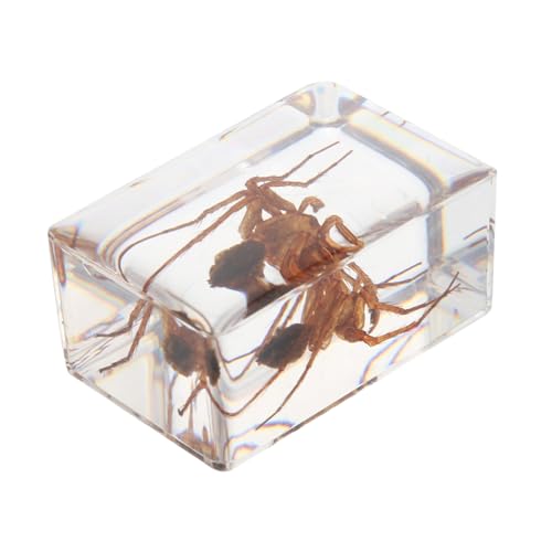 TOPBATHY 1 Stück Biologische Ausbildungsprobe Kind Spielzeugspinne Tarantel Gefälscht Anzeige Halloween Spinnendekoration Exemplare Tot Spinnenbernstein Tierisches Exemplar Harz TOPBATHY 1 Stück Biologische Ausbildungsprobe Kind Spielzeugspinne Tarantel Gefälscht Anzeige Halloween Spinnendekoration Exemplare Tot Spinnenbernstein Tierisches Exemplar Harz von TOPBATHY