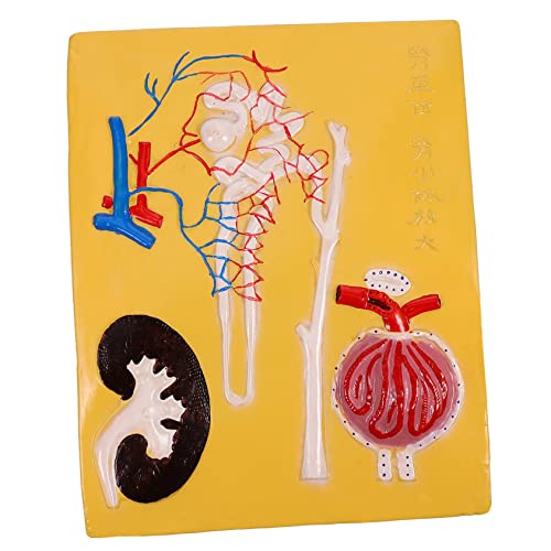 TOPBATHY 1 Stück Corpuscle Modell für Biologieunterricht Anatomisches Lehrmittel für Mittelschulen Anschauliches Modell zur Des Verständnisses von Nierenstrukturen für Anatomische TOPBATHY 1 Stück Corpuscle Modell für Biologieunterricht Anatomisches Lehrmittel für Mittelschulen Anschauliches Modell zur Des Verständnisses von Nierenstrukturen für Anatomische von TOPBATHY