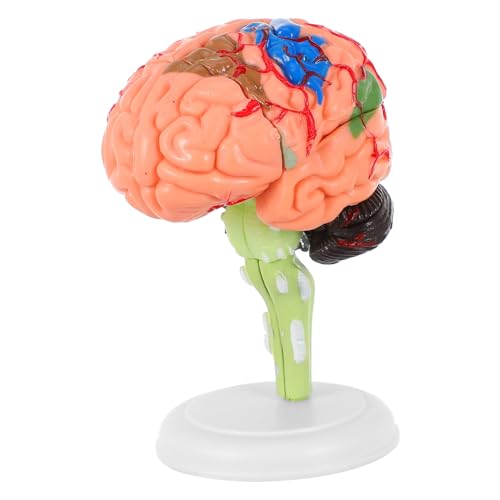 TOPBATHY 1 Stück Gehirnmodell Anatomiemodell Modell Des Menschlichen Gehirns Anatomie -modelle Modell Der Gehirnanatomie Menschliches Anatomie -modell Menschliches Gehirn Pvc TOPBATHY 1 Stück Gehirnmodell Anatomiemodell Modell Des Menschlichen Gehirns Anatomie -modelle Modell Der Gehirnanatomie Menschliches Anatomie -modell Menschliches Gehirn Pvc von TOPBATHY